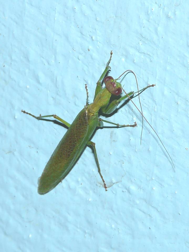 FIGURE 19 FIGURE 19